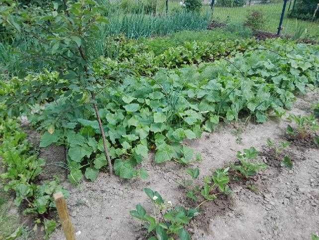 Działka na Rodzinnych Ogródkach Działkowych