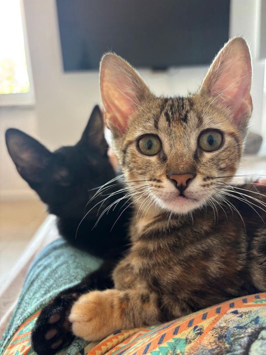 Adoção Conjunta: 2 irmãos inseparáveis Tom e Nina