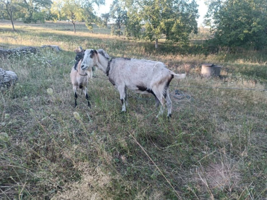 продам кози та козенят