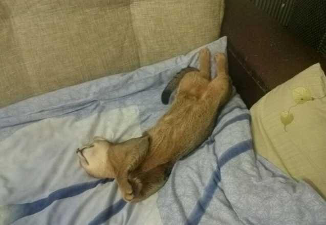 Абиссинский котик