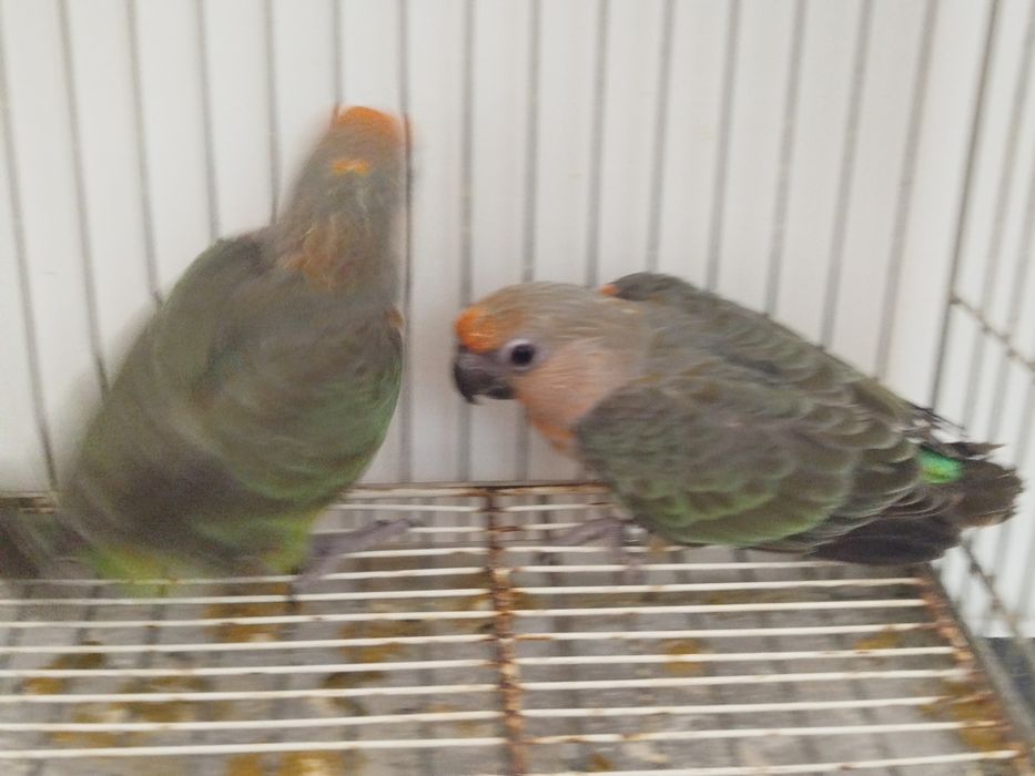 Poicephalus rufiventris
