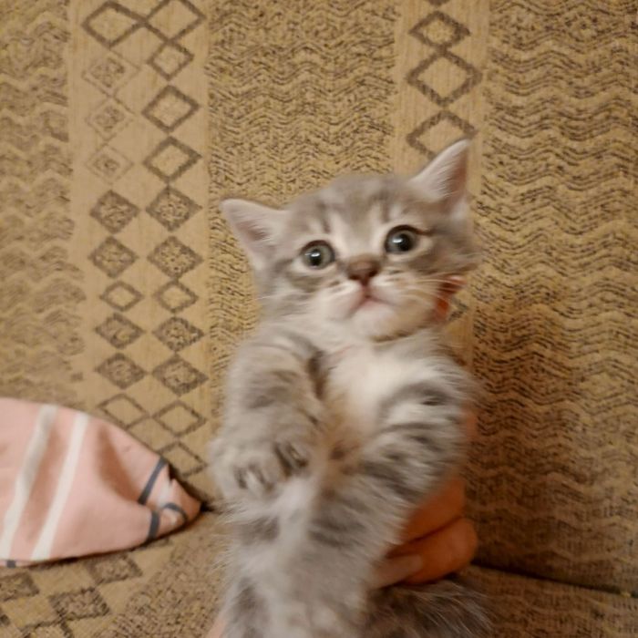 Скоттиш фолд котята.скоттиш страйт.scottish fold.шотландские вислоухие