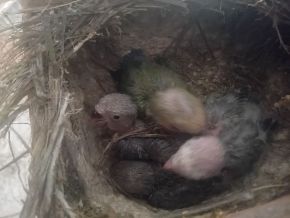 Agapornis criar à mão  Aveiro