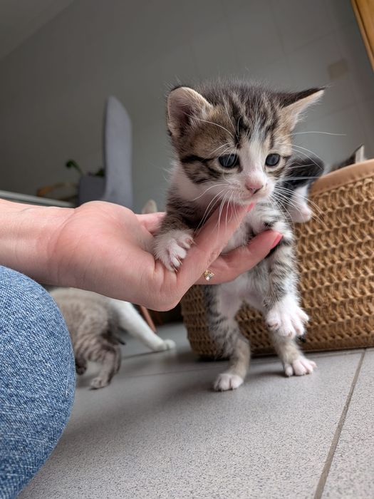 Dou gatos para adopção