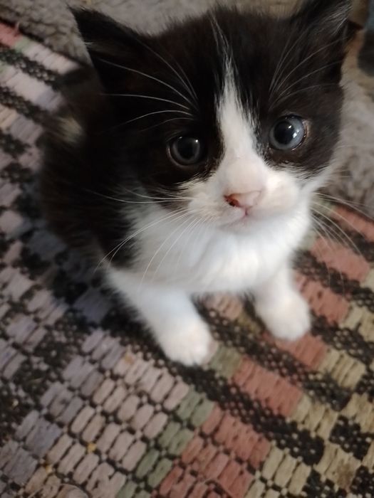 КОТЯТА МЕТИСЫ  в добрые руки