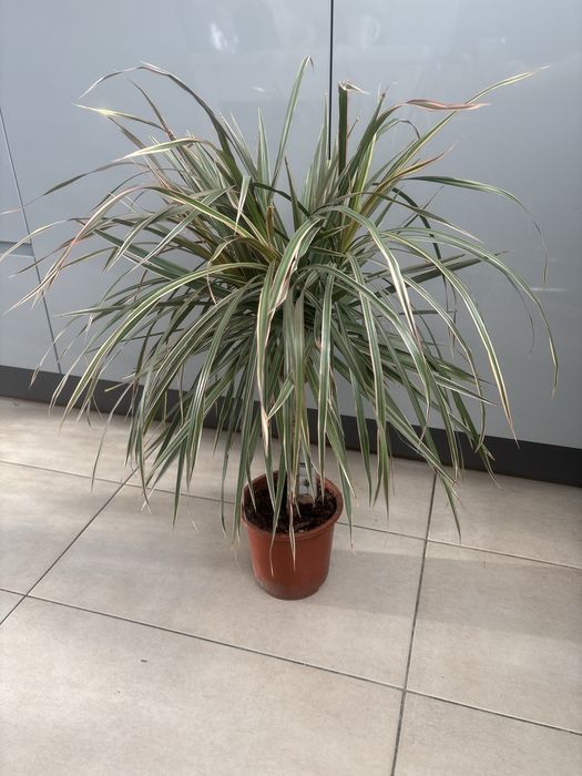 Dracena marginata roslina