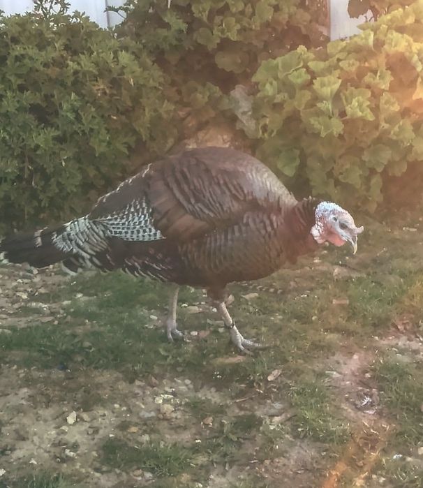 Perus Bronze criados em total liberdade