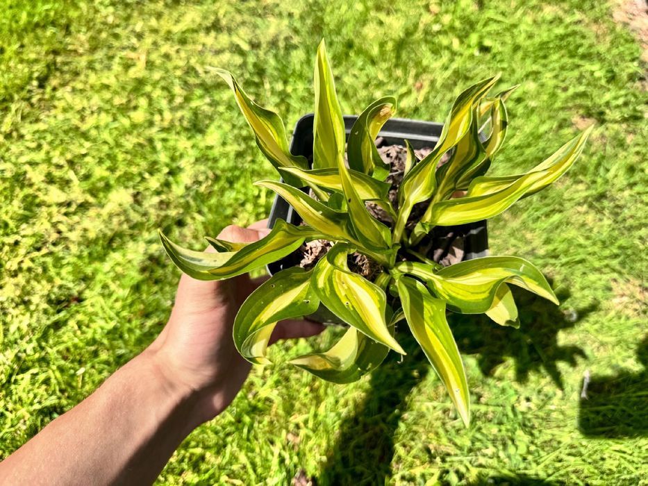 Funkia Hosta 'Lakeside Little Tuft' W DONICZCE 2.0L, Miniaturowa,
