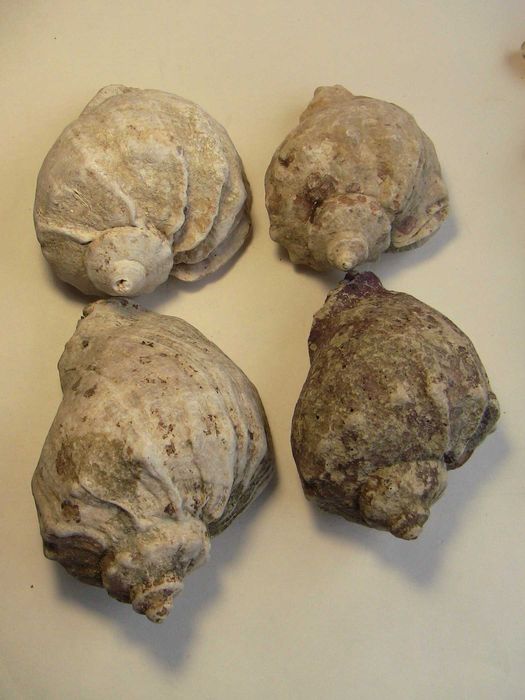 Ракушки для аквариума рапана