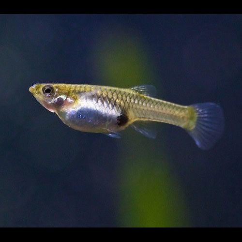 Guppies Endler machos, femeas e alevins recém-nascidos