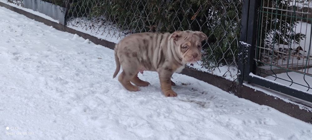 Piesek american bully merle z metryką