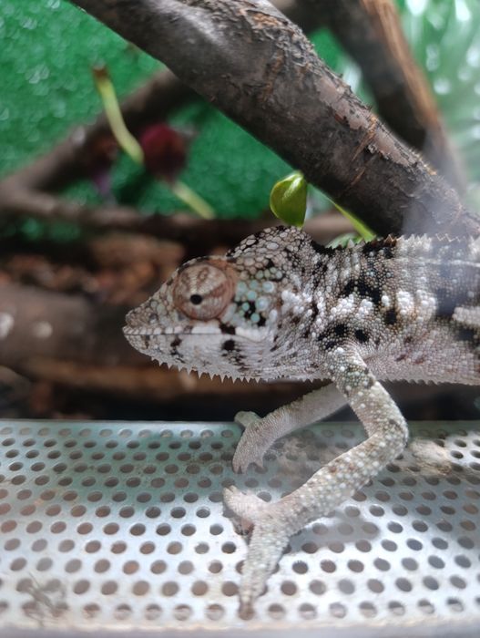 Kameleony lamparcie samice