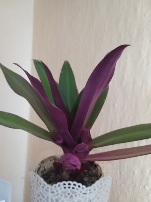 Вазони є великий вибір