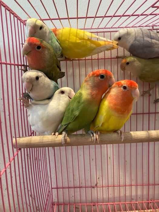 Agapornis Roseicollis ( Loja Profissional )