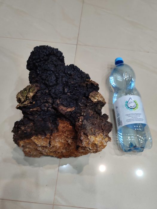 Czaga grzyb błyskoporek podkorowy