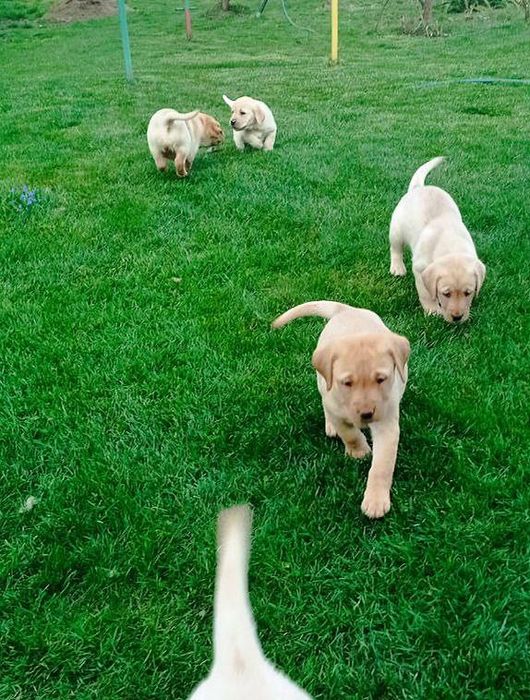 Лабрадор ретривер