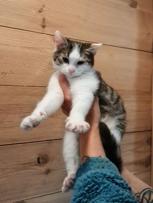 Mały 3 miesięce kotek szuka domu
