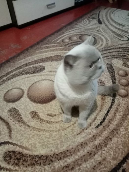 Продаются котята  в Запорожье