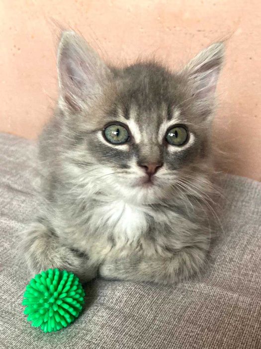 Кошеня терміново шукає сім'ю