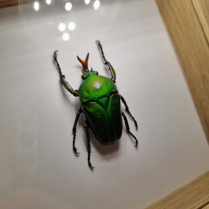 SPREPAROWANY CHRZĄSZCZ - Eudicella morgani, samiec