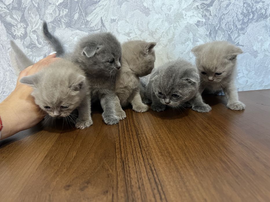 Котята шотландские