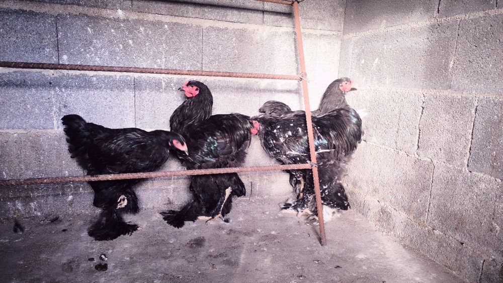 Galos Brahma Mottled