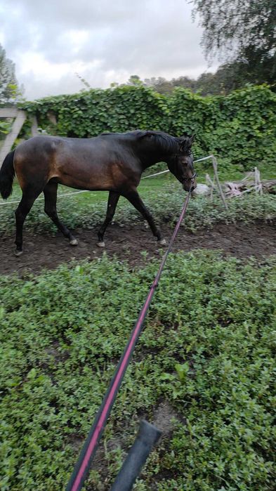 Vendo poldro baio 19 meses