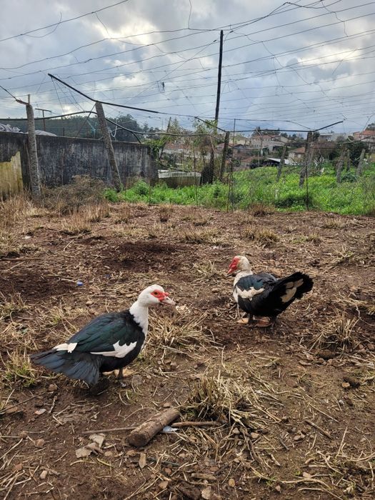 Ovos de patos mudos galados
