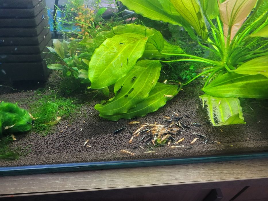 Krewetki MIX Galaxy !  Cena Promocyjna !