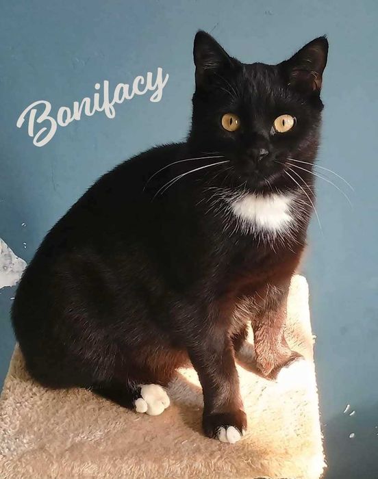 BONIFACY i RYNIO – czarny duet do kochania.