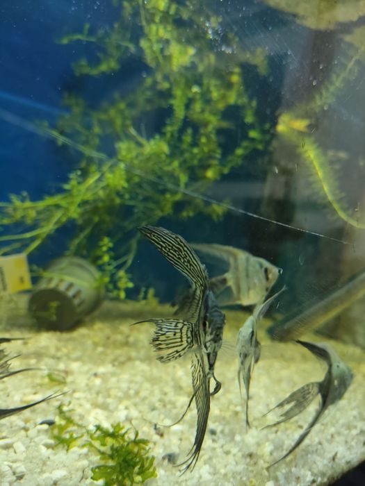 Escalares Pterophyllum scalare
