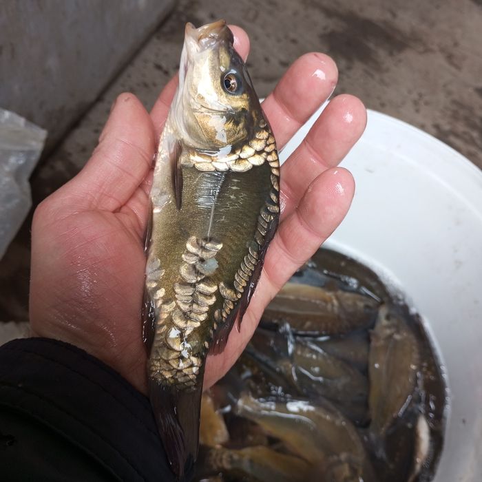 Karp lin Amur itp