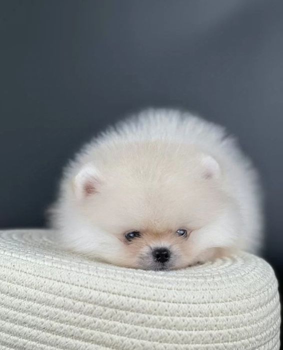 Топ топ мишки мимишки