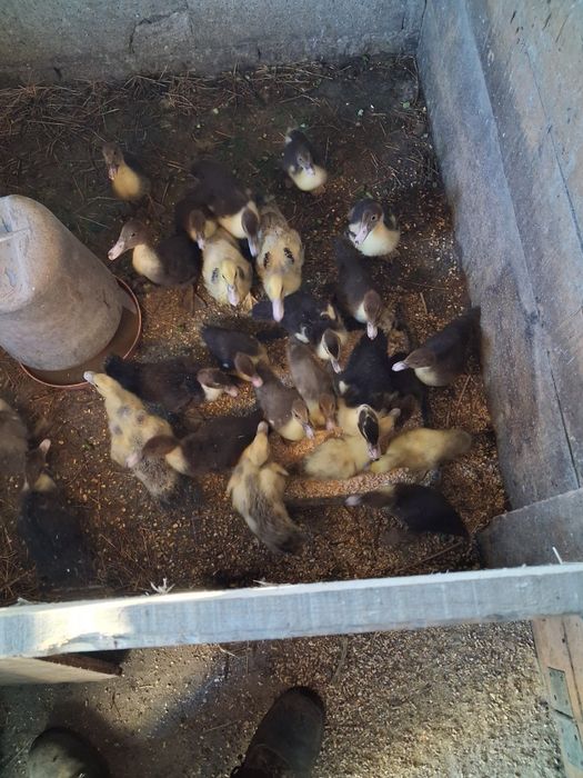 Vendo patos mudos