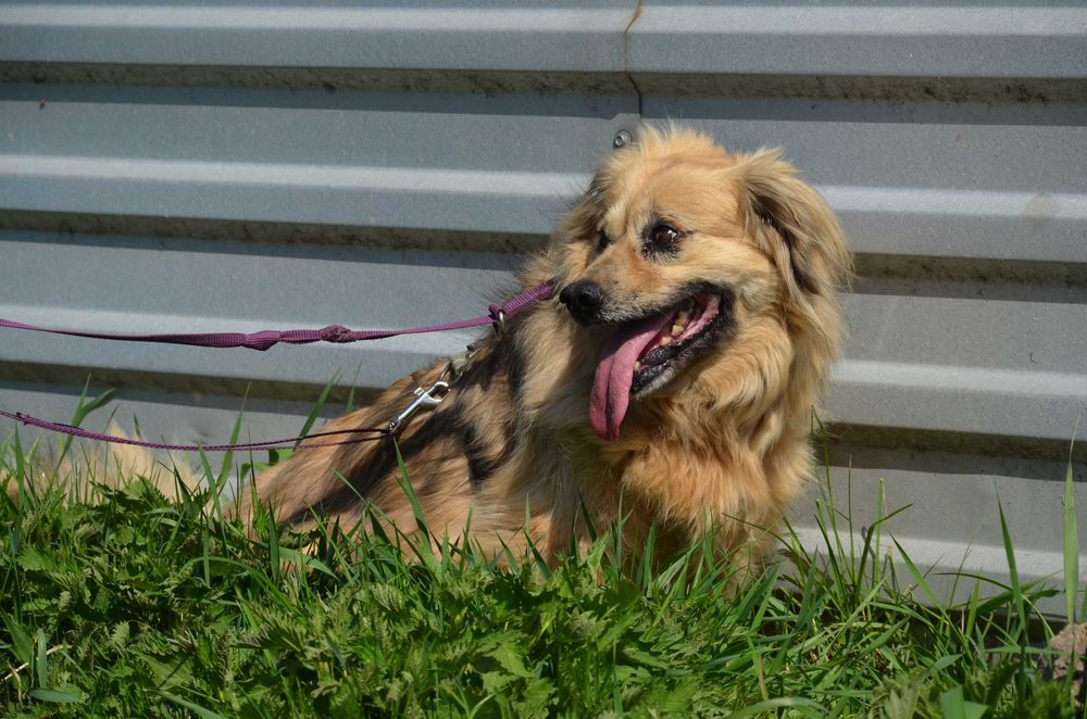Fikus - od lat czeka na dom, czas mija, to kochany psiak - adopcja