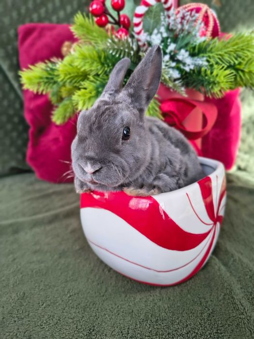 Karzełek rex samczyki i samiczka