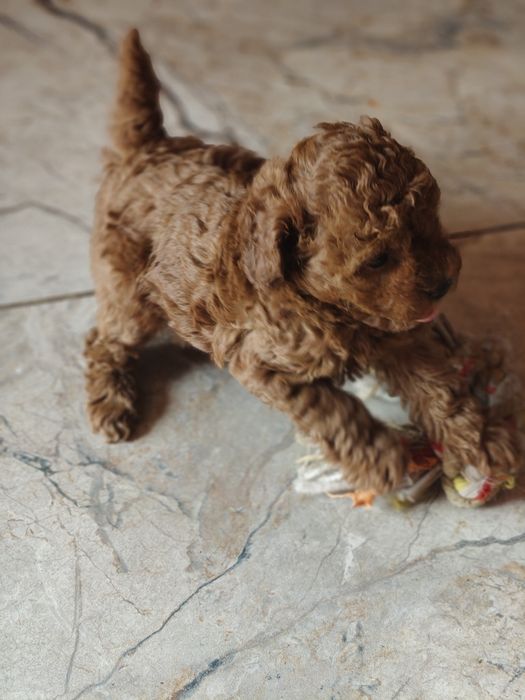 Pudel miniaturowy red