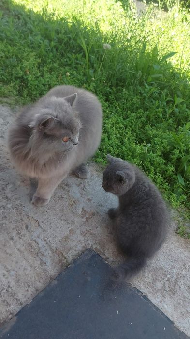Британська сіра  дівчинка.