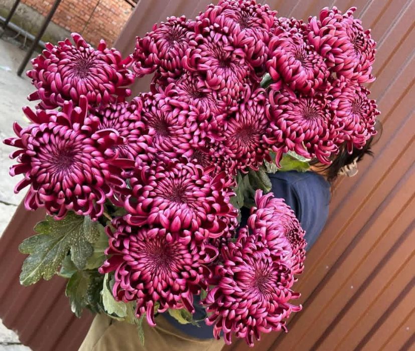 Наборы хризантема