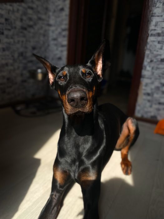 Продам добермана