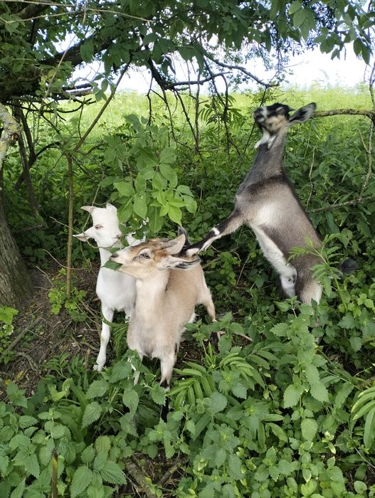 Продається 3 молоді кізочки