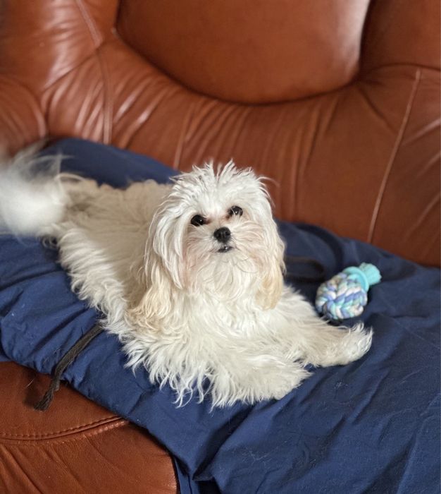 Мальтипу F1 міні