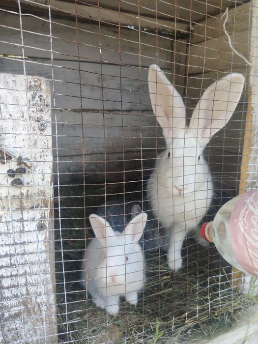 Кролики продам 1 місяць
