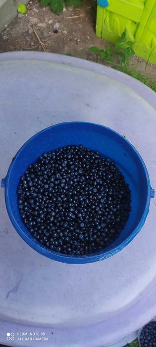 Jagody leśne świeże