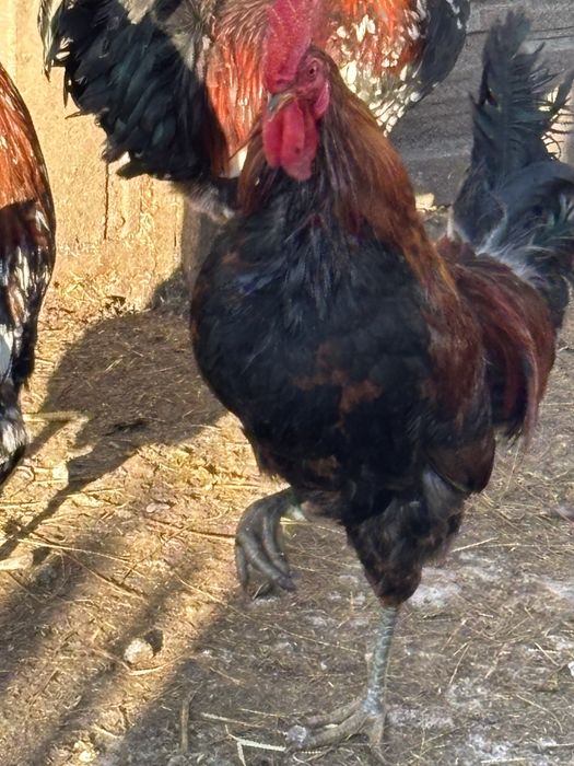 Sprzedam roczne koguty