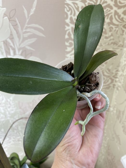 Орхідеї підлітки