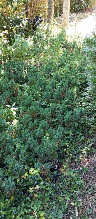 Vendo arbustos para desocupar