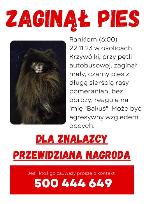 Zaginął pies rasy pomeranian