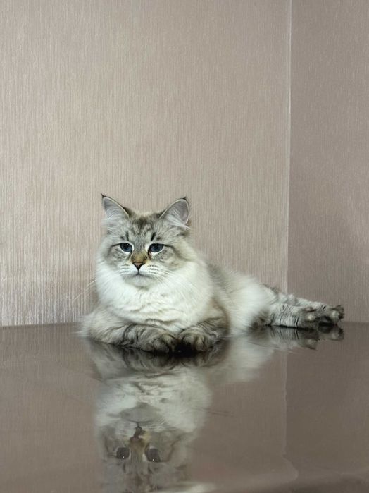 Кошеня Невська маскарадна