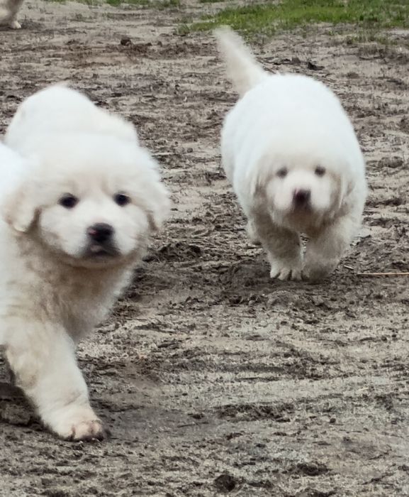 Szczeniaki owczarka podchalańskiego